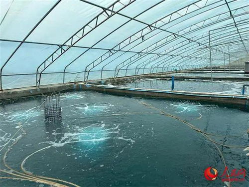 沙漠與鹽堿地崛起海鮮工廠，海水魚(yú)安家新大陸