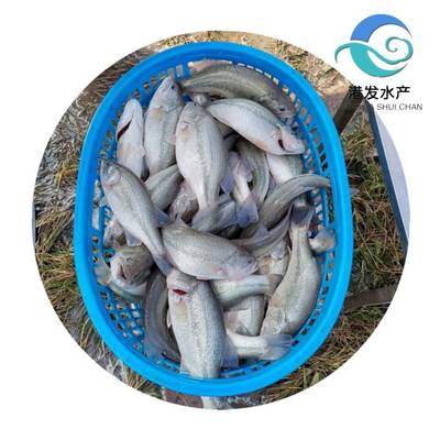 瀘州加洲鱸魚(yú)苗現(xiàn)苗供應(yīng)，專業(yè)配送助力水產(chǎn)養(yǎng)殖
